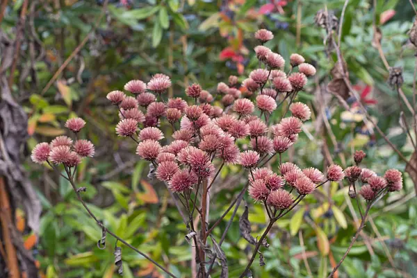 576028 - Giant ironweed (Vernonia arkansana syn. Vernonia crinita)