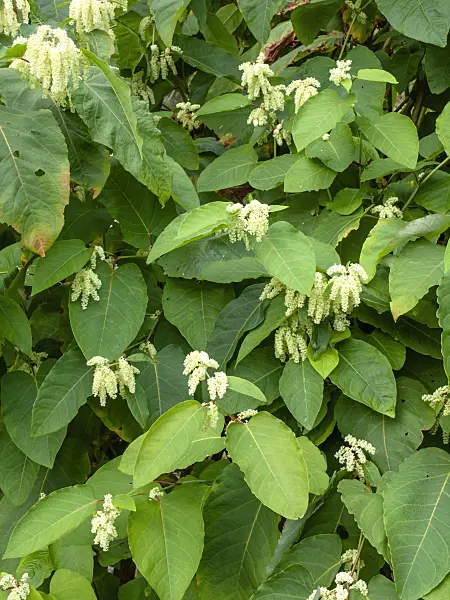 464074 - Giant knotweed (Fallopia sachalinensis syn. Reynoutria sachalinensis)