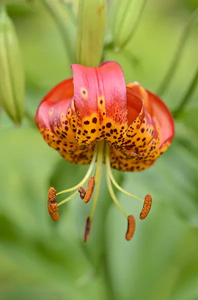 534124 - Giant leopard lily (Lilium pardalinum 'Giganteum')