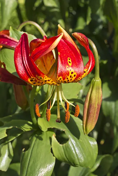 573003 - Giant leopard lily (Lilium pardalinum 'Giganteum')