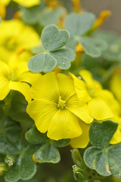 483329 - Giant oxalis (Oxalis gigantea)