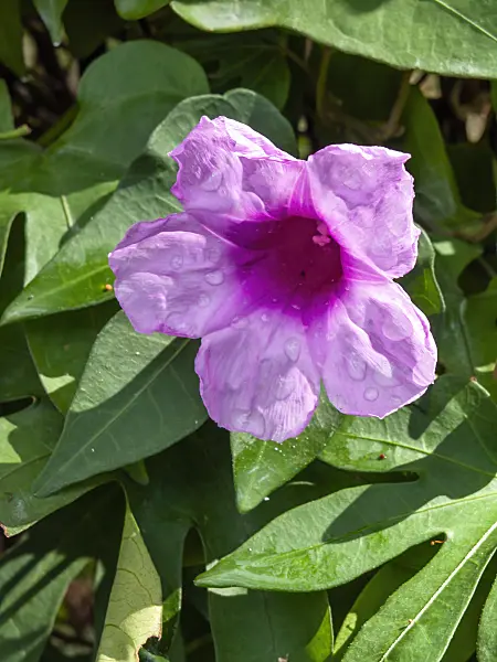 434290 - Giant potato (Ipomoea mauritiana syn. Ipomoea digitata)