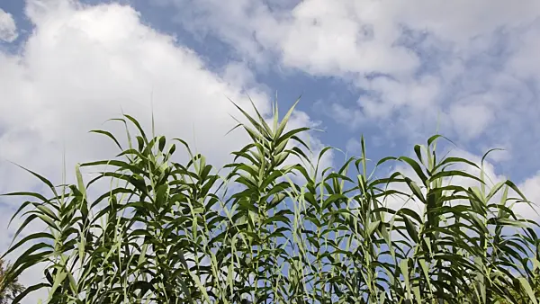 500178 - Giant reed (Arundo donax)