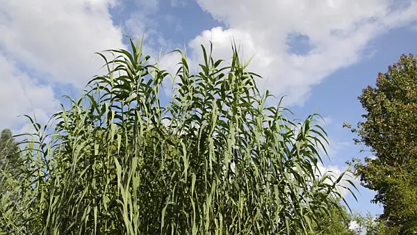 500179 - Giant reed (Arundo donax)
