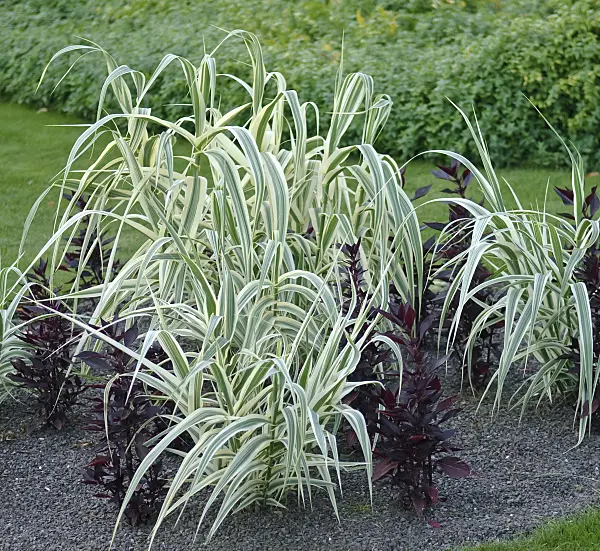 502112 - Giant reed (Arundo donax 'Variegata')