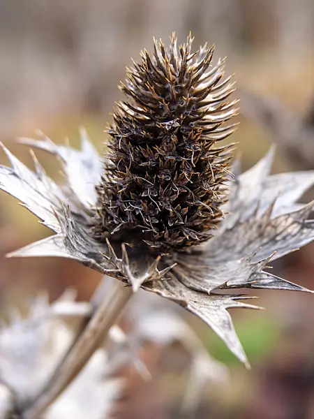 432006 - Giant sea holly (Eryngium giganteum)