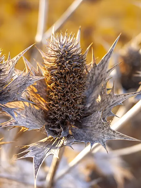 444003 - Giant sea holly (Eryngium giganteum)