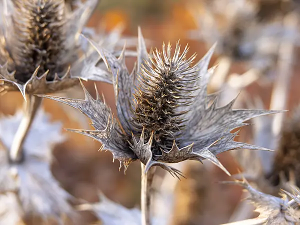 444005 - Giant sea holly (Eryngium giganteum)