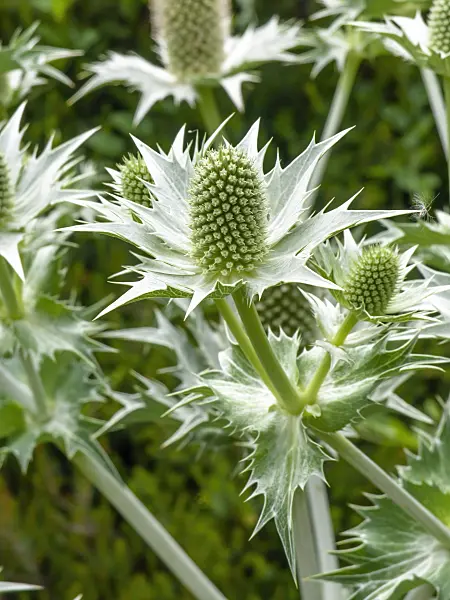 450021 - Giant sea holly (Eryngium giganteum)