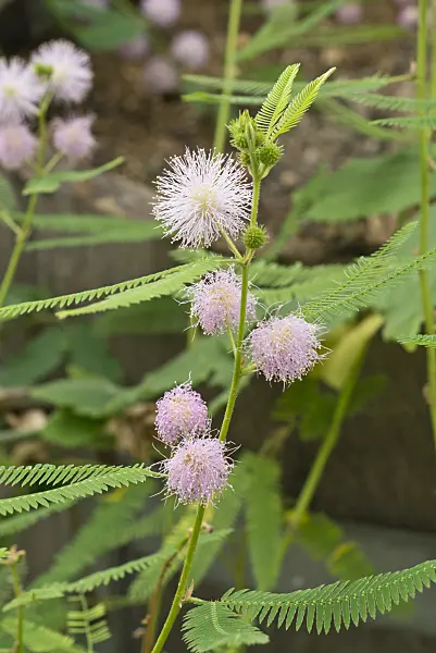 609017 - Giant sensitive tree (Mimosa pigra)