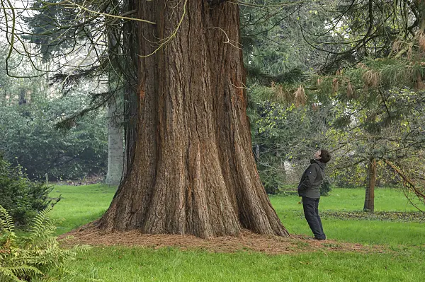 535431 - Giant sequoia (Sequoiadendron giganteum)
