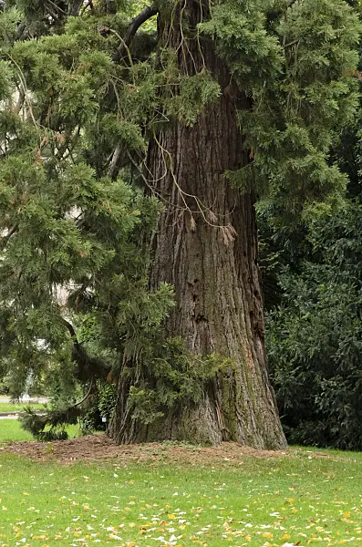 549143 - Giant sequoia (Sequoiadendron giganteum)