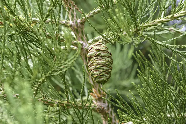 575331 - Giant sequoia (Sequoiadendron giganteum)