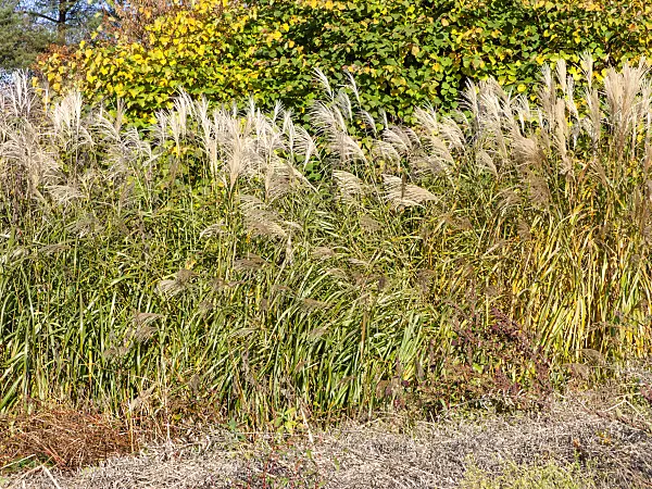465282 - Giant silver grass (Miscanthus x giganteus)