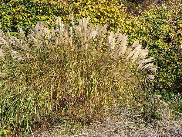 465283 - Giant silver grass (Miscanthus x giganteus)