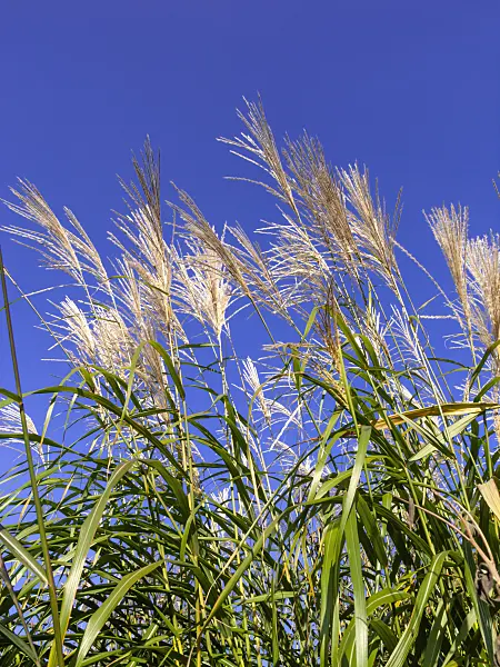 465284 - Giant silver grass (Miscanthus x giganteus)