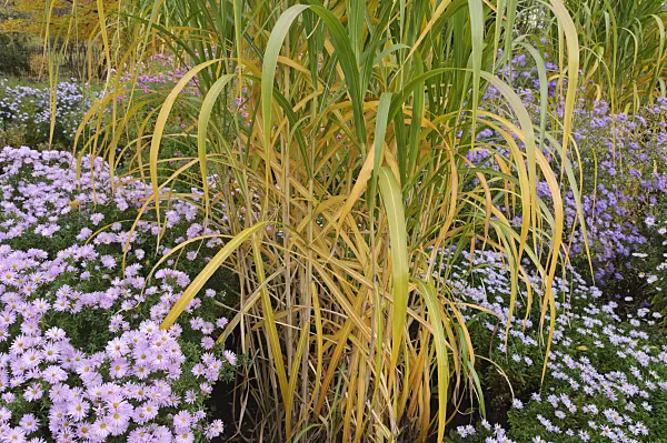 489139 - Giant silver grass (Miscanthus x giganteus) and asters (Aster)