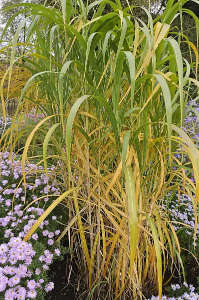 489140 - Giant silver grass (Miscanthus x giganteus) and asters (Aster)