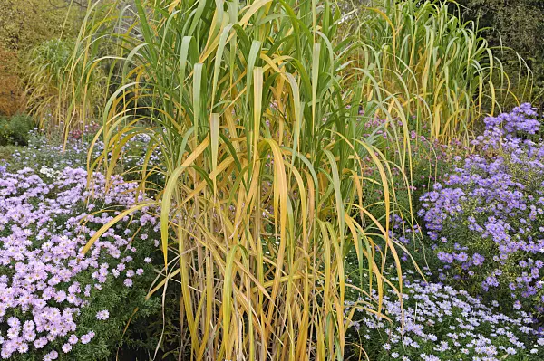 489141 - Giant silver grass (Miscanthus x giganteus) and asters (Aster)