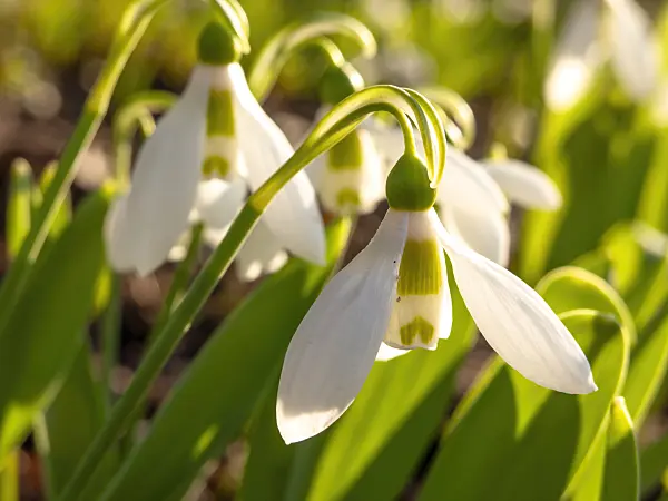 423010 - Giant snowdrop (Galanthus elwesii)