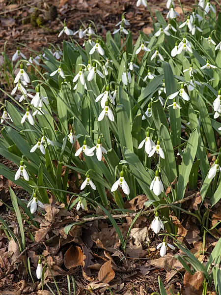 446024 - Giant snowdrop (Galanthus elwesii)