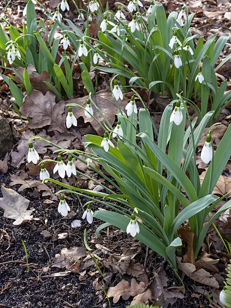 446025 - Giant snowdrop (Galanthus elwesii)