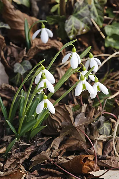 470002 - Giant snowdrop (Galanthus elwesii)
