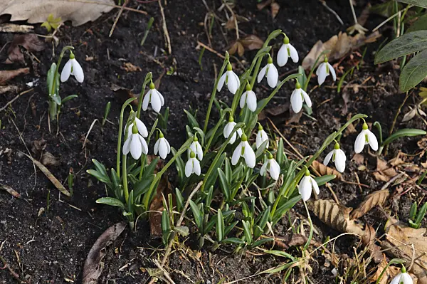 470003 - Giant snowdrop (Galanthus elwesii)
