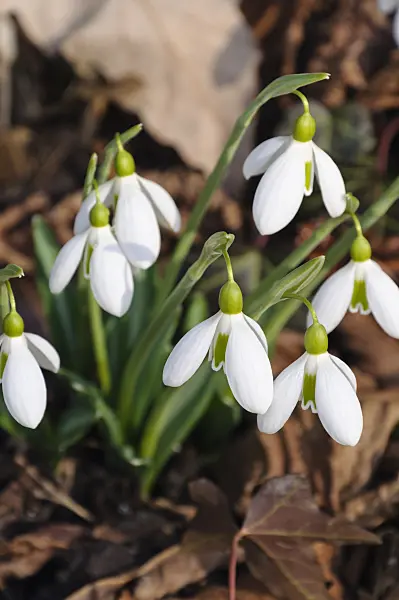 470004 - Giant snowdrop (Galanthus elwesii)