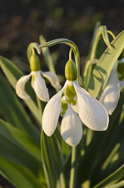 494061 - Giant snowdrop (Galanthus elwesii)