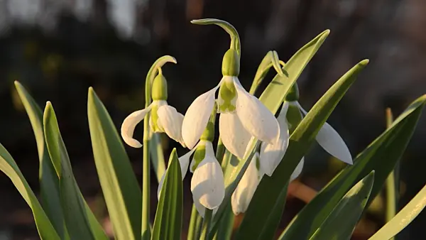 494070 - Giant snowdrop (Galanthus elwesii)