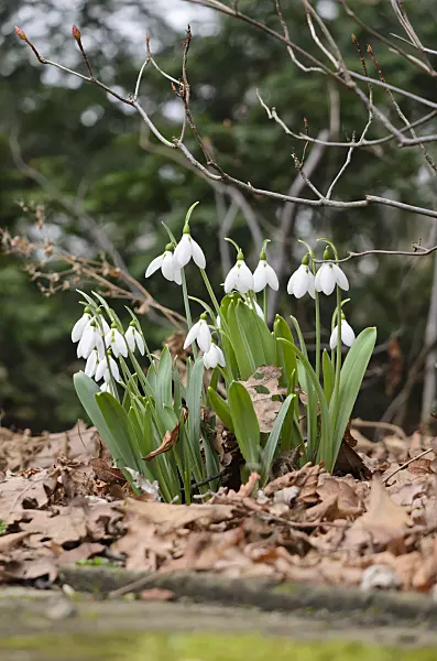 529133 - Giant snowdrop (Galanthus elwesii)