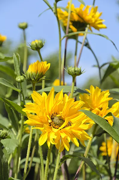 499093 - Giant sunflower (Helianthus giganteus)