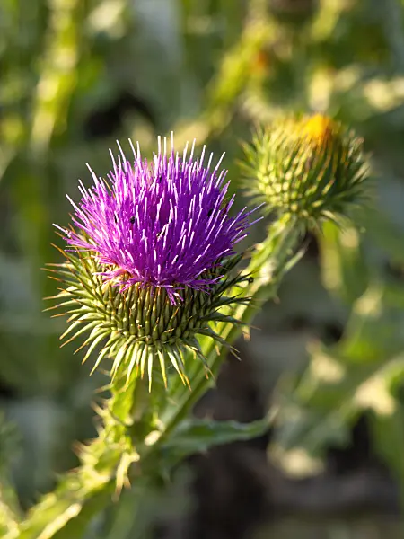 439003 - Giant thistle (Onopordum acanthium)