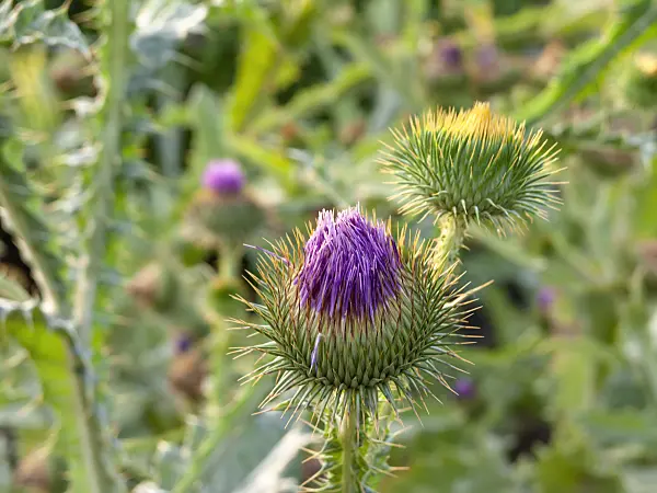 462010 - Giant thistle (Onopordum acanthium)
