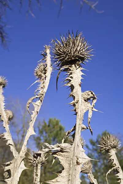 609062 - Giant thistle (Onopordum acanthium)