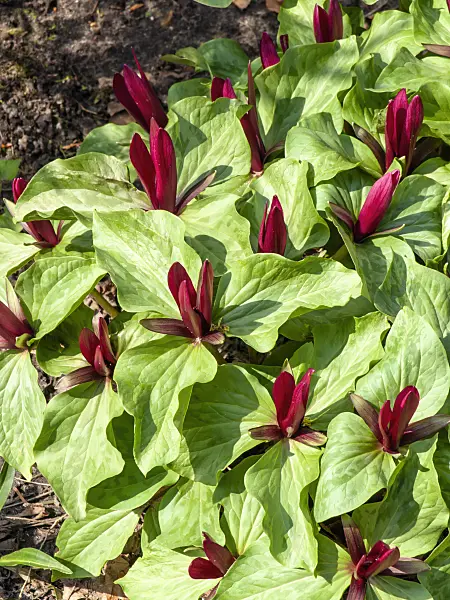 437111 - Giant trillium (Trillium chloropetalum)