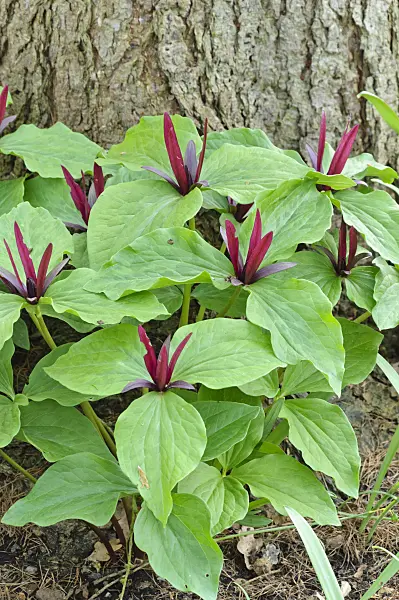 471231 - Giant trillium (Trillium chloropetalum)
