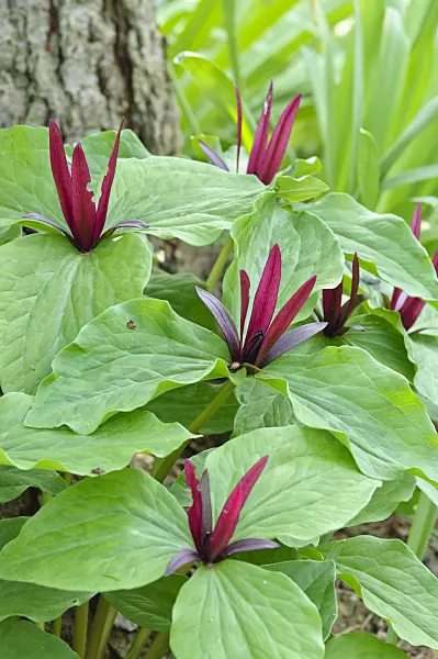 471232 - Giant trillium (Trillium chloropetalum)