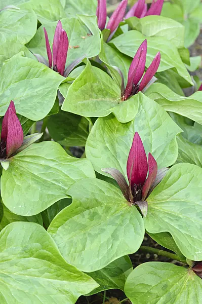 471233 - Giant trillium (Trillium chloropetalum)