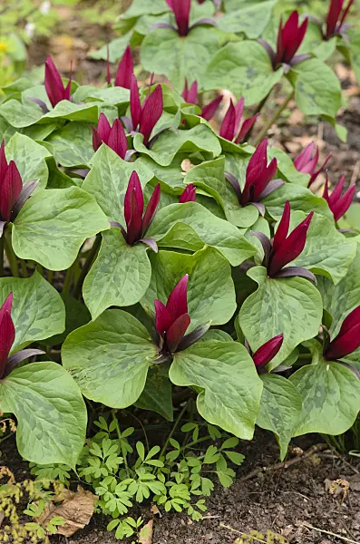 519185 - Giant trillium (Trillium chloropetalum)