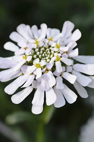 506009 - Gibraltar candytuft (Iberis gibraltarica)