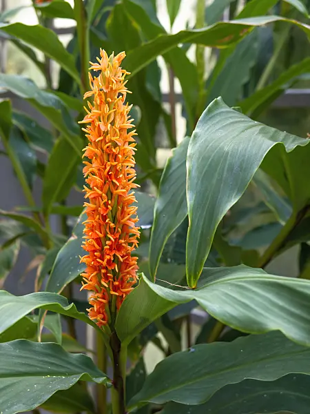 453145 - Ginger lily (Hedychium densiflorum)
