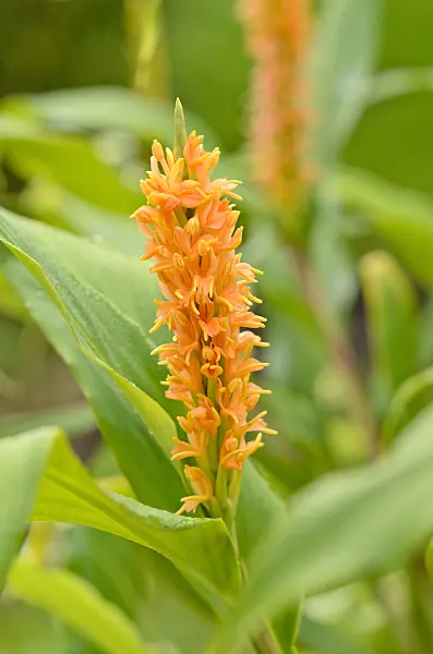 525107 - Ginger lily (Hedychium densiflorum 'Assam Orange')