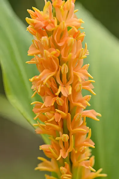 525108 - Ginger lily (Hedychium densiflorum 'Assam Orange')