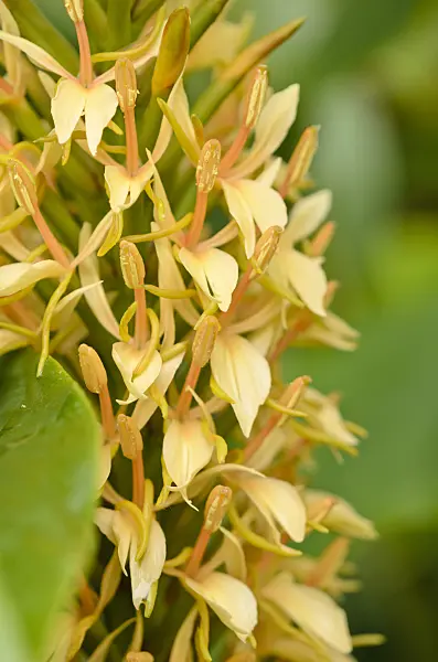 525111 - Ginger lily (Hedychium densiflorum 'Stephen')