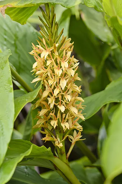525112 - Ginger lily (Hedychium densiflorum 'Stephen')