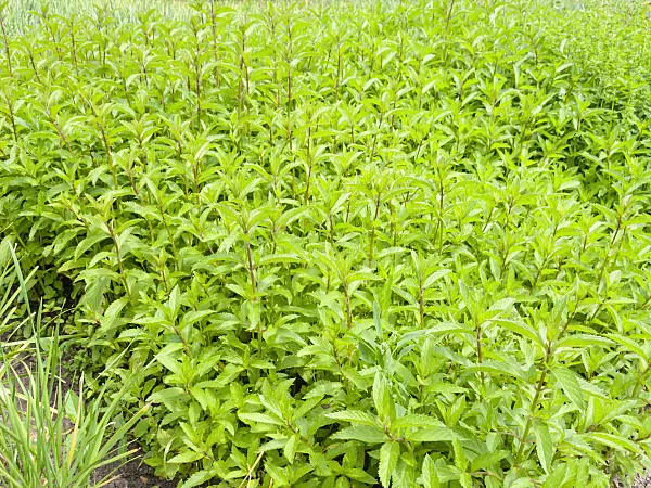 523252 - Ginger mint (Mentha x gentilis)