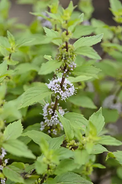 522063 - Ginger mint (Mentha x gentilis 'Variegata')