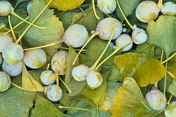 384049 - Ginkgo (Ginkgo biloba)